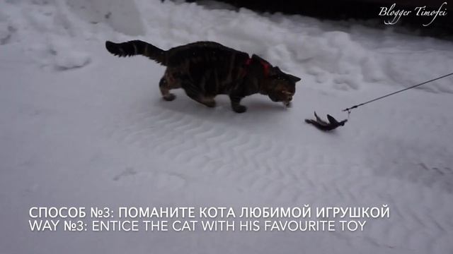 Как гулять с котом зимой?; How to walk a cat in the wintertime? смотреть онлайн