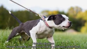 Как приучить щенка к поводку и ошейнику