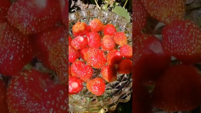 САМЫЙ ЛЁГКИЙ СПОСОБ МЫТЬ КЛУБНИКУ??#SHORTS смотреть онлайн