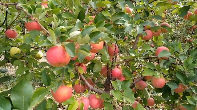 Яблоки Осенний сад смотреть онлайн