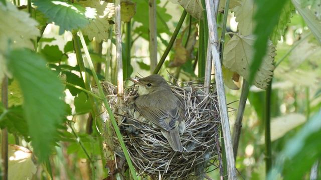 Кукушонок в гнезде 180606 6 date0621 9день GH5 4k50fps 18