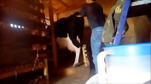 Ректальный осмотр стельной коровы самостоятельно!