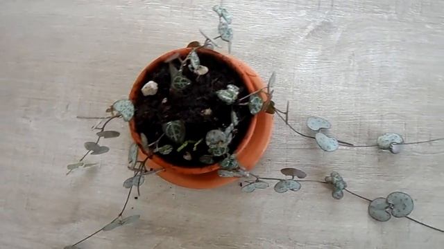 Церопегия Вуда - обзор лианы + описание растения под видео. смотреть онлайн