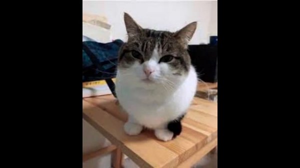 Wawa cat grows ears!?!?