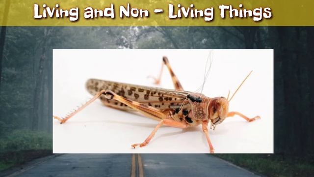 Living Things and Non Living Things | EVS Class 4th | I am Genius смотреть онлайн