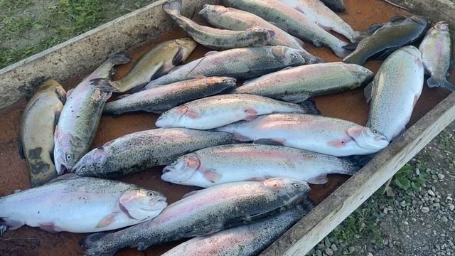 Лобня. Луговая.Рыболовный клуб Зелёный Берег. Июньская форель смотреть онлайн