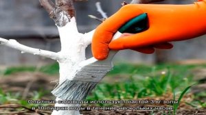 Зачем нужна побелка плодовых деревьев весной, сроки ее проведения