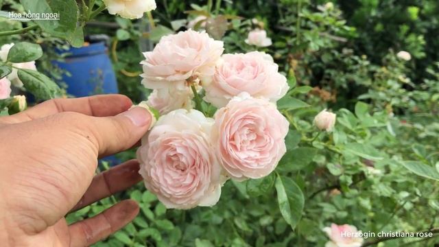 Hoa Hồng Ngoại Sai Hoa Herzogin Christiana I Hoa Thơm - ít Bệnh