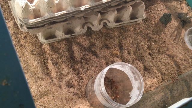 Таракан рыжий и банановые сверчки (часть 3) смотреть онлайн