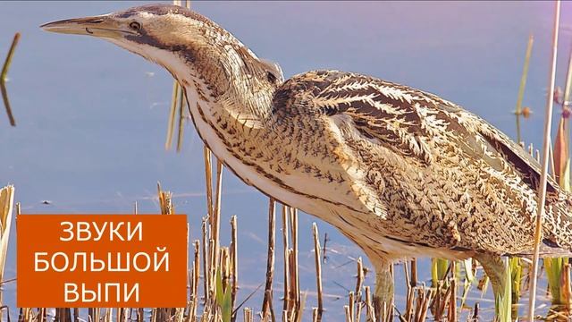 Звук выпи: как кричит выпь