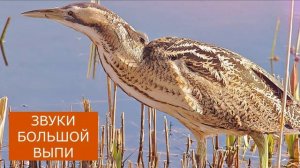 Звук выпи: как кричит выпь