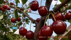 Вишня обыкновенная Шпанка брянская ? обзор: как сажать, саженцы вишни Шпанка брянская