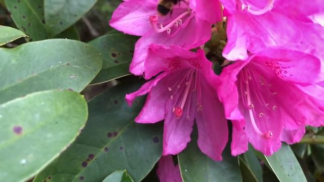 Bee Rhododendron Slow Mo смотреть онлайн