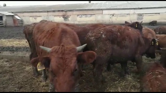 Продажа бычков оптом живым весом смотреть онлайн