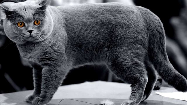 Порода кошек. Британская короткошерстная кошка.Милейшее создание смотреть онлайн