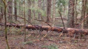 Закон о валежнике. Как заготавливать валежник в 2022г.