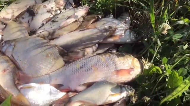 Отлично порыбачил утром на реке Чулым смотреть онлайн