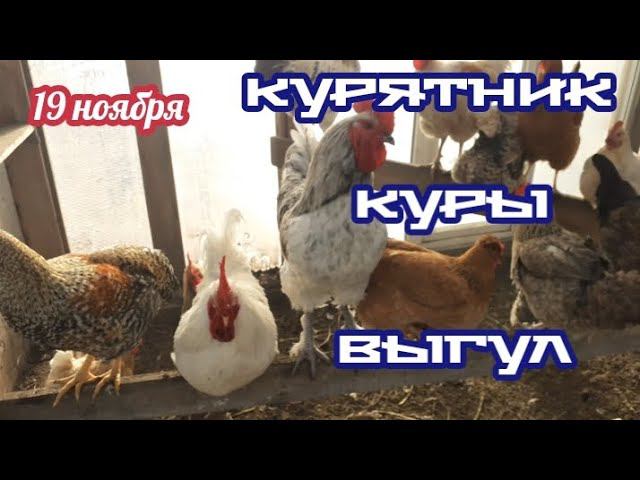 Курятник, выгул и как несутся курочки.... смотреть онлайн