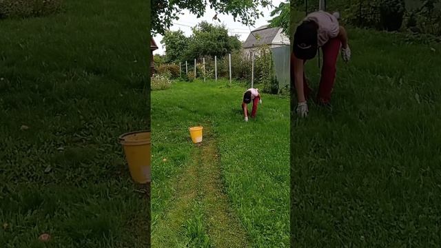 Урожай яблок