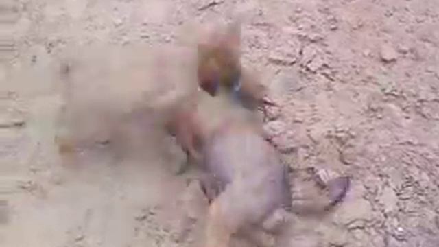 Питбуль смотреть онлайн