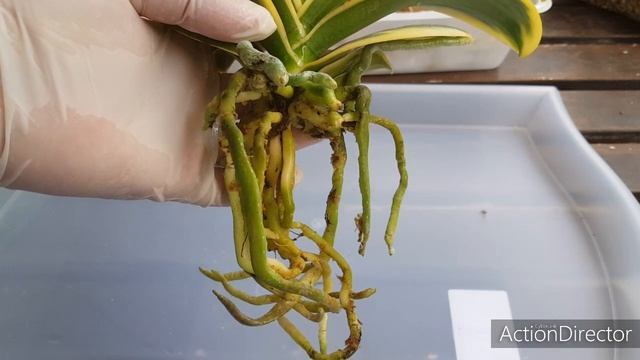 Пересадка Фаленопсисов изо Мха в Мох-Почему и Как?? смотреть онлайн