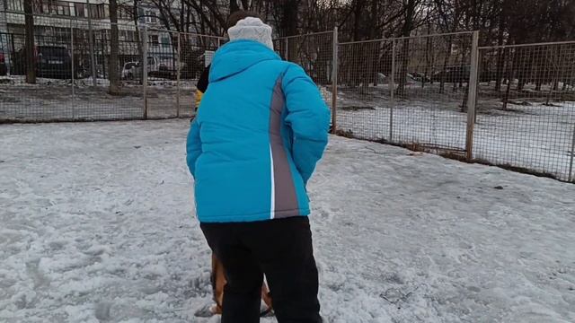 Подготовка Английского бульдога и АСТ по бытовой защите хозяина. смотреть онлайн