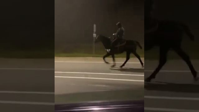 Иноходец,Карачаевский жеребец Брабус смотреть онлайн