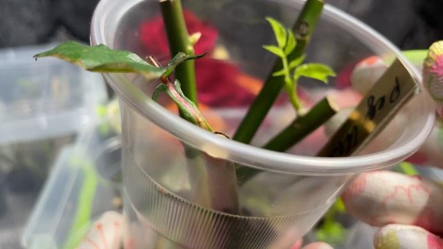 Неубиваемые розы ?. Выращивание. смотреть онлайн