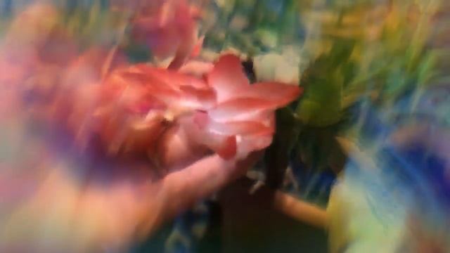 My Thanksgiving Cactus Is in Bloom Schlumbergera Truncata смотреть онлайн