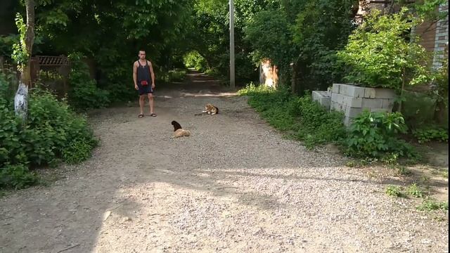 Дрессировка Бигль 7 месяцев смотреть онлайн