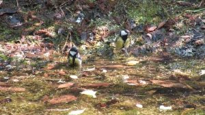 Синицы купаются