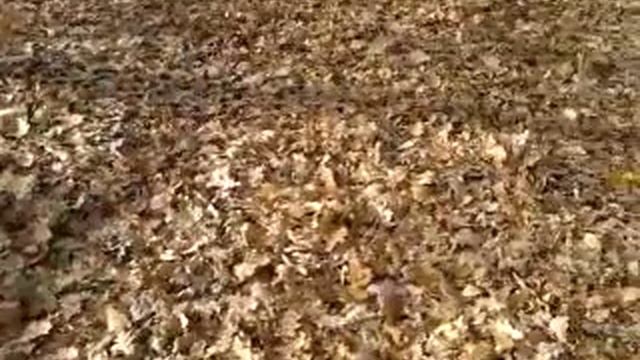 Шелест листвы смотреть онлайн