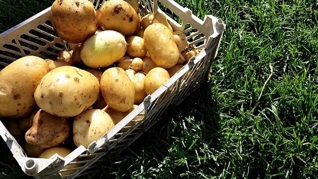 Добыча картофеля//Мои тропические растения требуют внимания смотреть онлайн