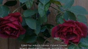 Розы клайминги