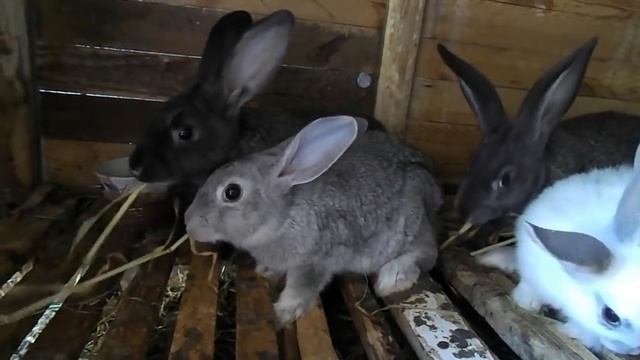 Можно ли кроликам свеклу | КРОЛИКОВОДСТВО смотреть онлайн
