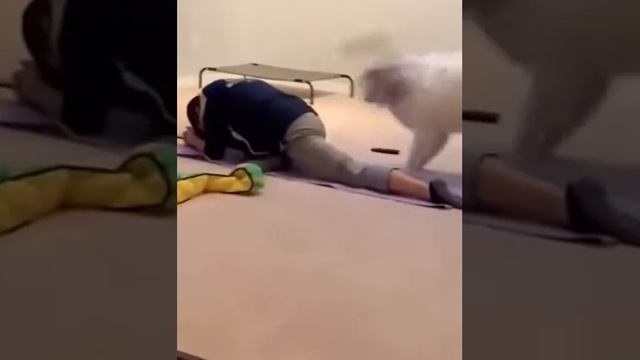 Тренируйся усерднее, кожаный мешок! смотреть онлайн