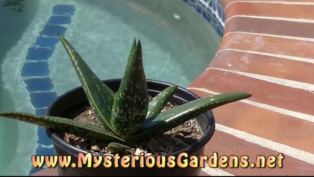 Gasteraloe Bomslang | Mysterious Gardens GA0020 смотреть онлайн