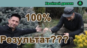 Черенкование голубой ели 100% результат??? Миф!!!