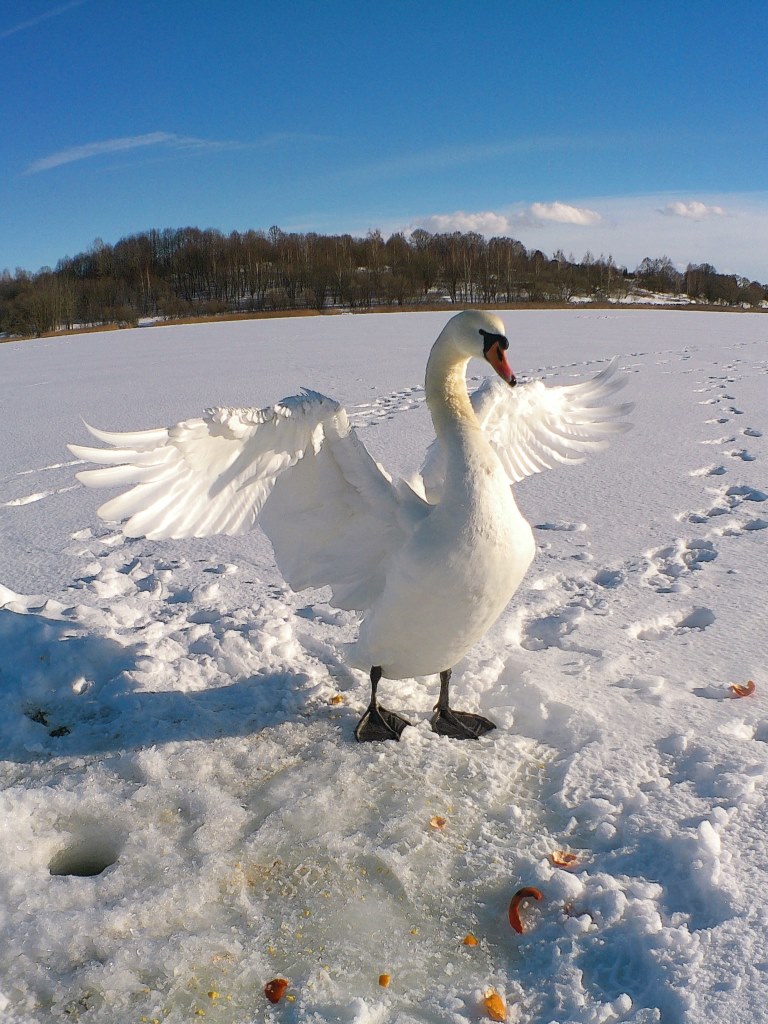 Лебедь-рэкетир!
