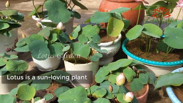 Sun drying for mini lotus, an important job to help lotus have beautiful flowers смотреть онлайн