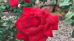 Роза "Бургунд 81" Осень.