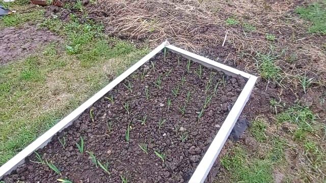 Грядки из подоконников после первой зимы смотреть онлайн