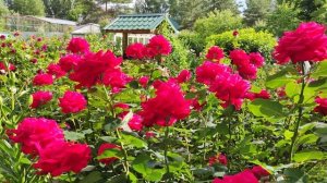 Роза Дам де Кер. Делюсь красотой.Ленинградская область.