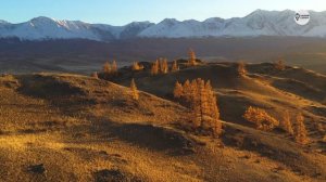 Наша Сибирь 4К:  Золотая степь