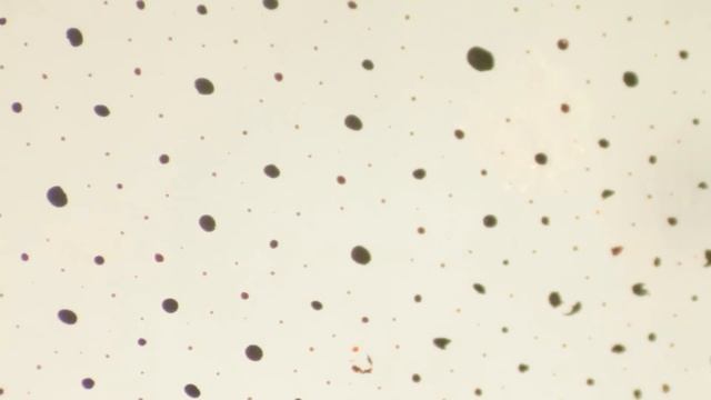 Insane in the Chromatophores смотреть онлайн