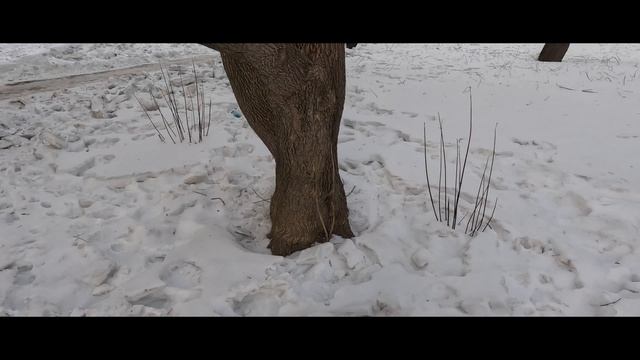 Вечерний выход Питбуль-Лишны?? смотреть онлайн