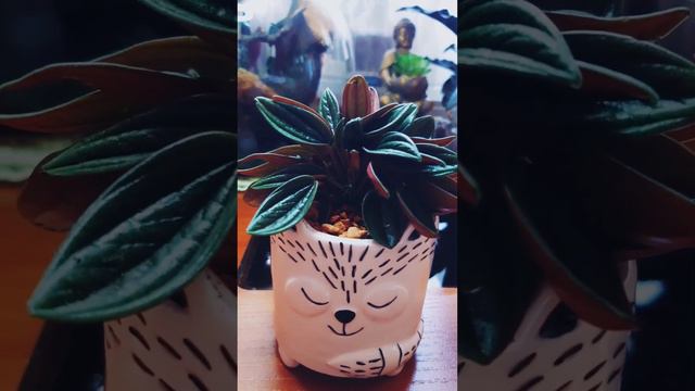 Пеперомиая / Peperomia