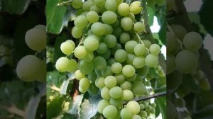 виноград  КРИСТАЛЛ