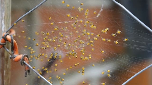 Araneus diadematus . BABY SPIDERS.. run for your life's ... смотреть онлайн