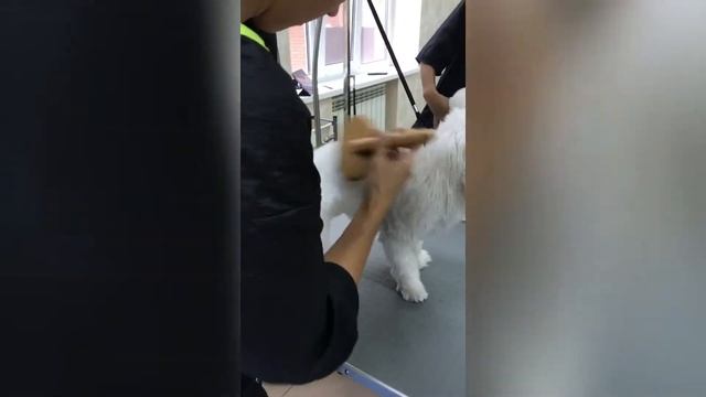 Стрижка болонки